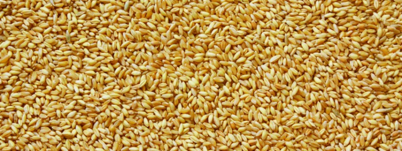 image of thousands of corn | Grain Brokers