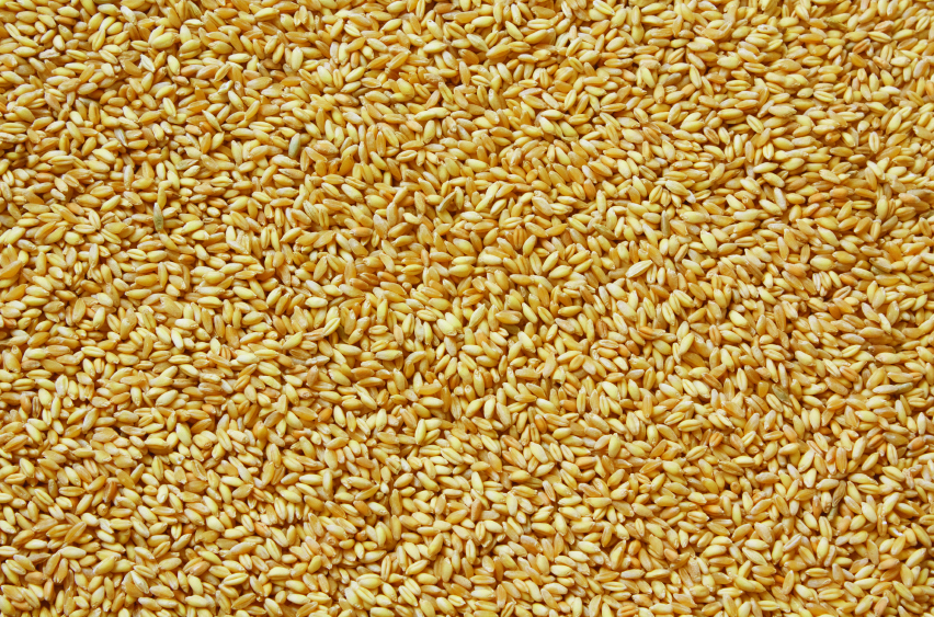 image of thousands of corn | Grain Brokers