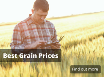 Grain Prices